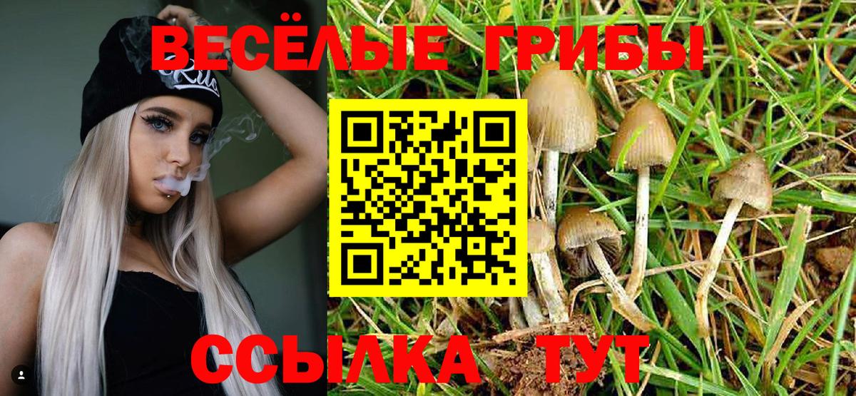 Галлюциногенные грибы Psilocybine cubensis Тула